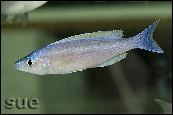 Cyprichromis sp. 'leptosoma jumbo' Isanga